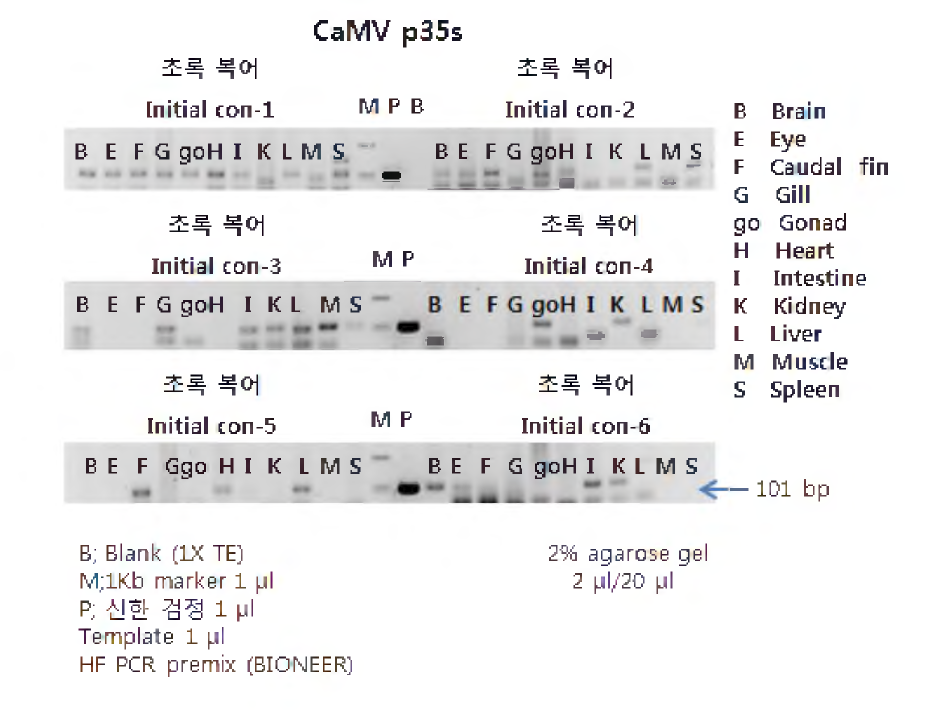Initial control group의 초록 복어를 대상으로 GM 유전자 CaMV p35S영역을 대상으로 PCR 분석