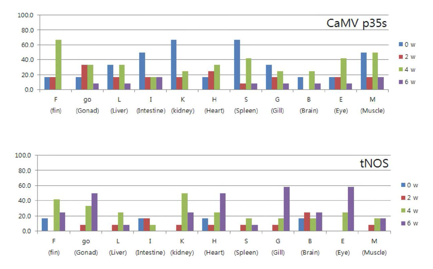 모의시험환경에 6주간 공존한 비유전자변형 O.dancena의 조직별 GM 곡물 유전자의 CaMV p35S 및 tNOS 영역의 검출