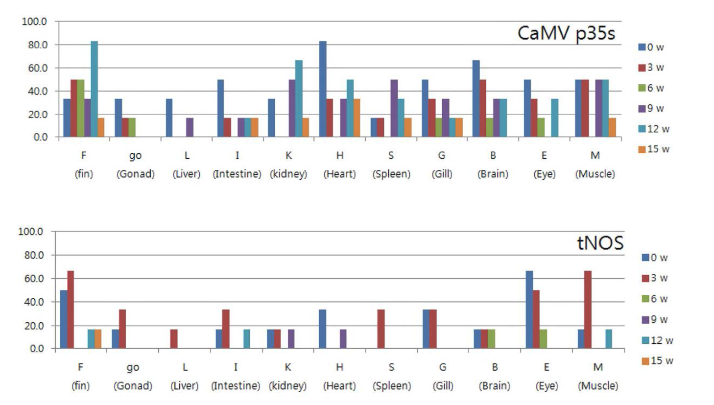 모의생태계내 1차 분석기간동안 초록 복어의 조직별 GM 곡물 유전자의 CaMV p35S 및 tNOS 영역의 검출 빈도.