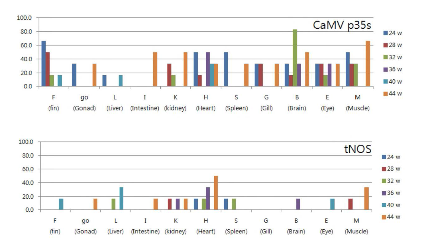 모의생태계내 2차 분석기간동안 초록 복어의 조직별 GM 곡물 유전자의 CaMV p35S 및 tNOS 영역의 검출 빈도.