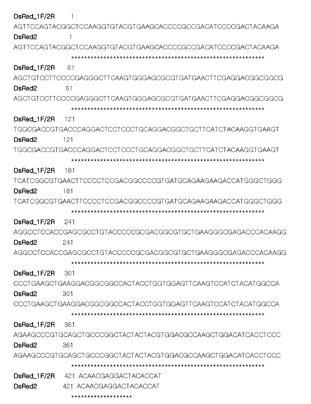 형광 zebrafish genomic DNA를 주형으로 DsRed IF primer와 2R primer로 cloning한 후 염기서열 분석 결과.