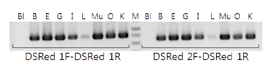 형광 zebrafish의 성체 조직별 RFP 발현 평가를 위한 RT-PCR 전기영동 상