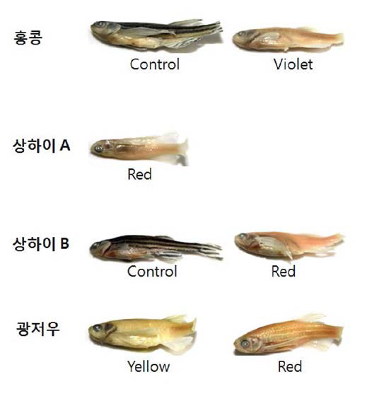 Zebrafish의 각 지역 및 형광 색깔별 외형 사진.