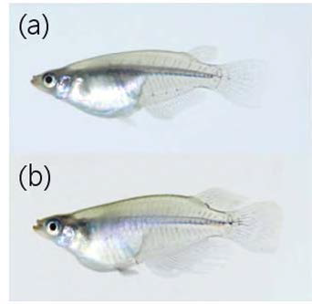 어류 Oryzias dancena의 형태 사진 (a) 암컷，전장: 38.67 mm, (b) 수컷,전장: 42.18 mm.