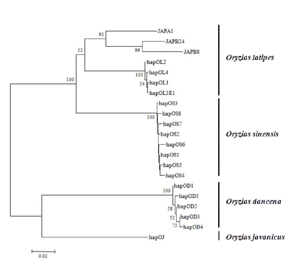 미토콘드리아의 cob 유전자의 염기서열 정보를 바탕으로 작성된 Oryzias 속에 속하는 4 종의 근린접합 분석을 통한 계통도.