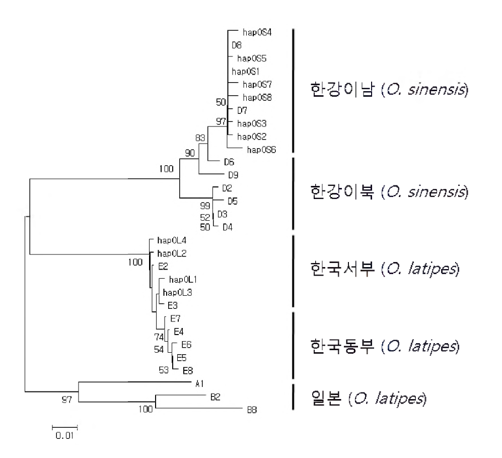 근린접합 분석을 통한 동북아시아에 서식하고 있는 Oryzias속 어류에서 확인된 haplotype들 간의 유연관계.