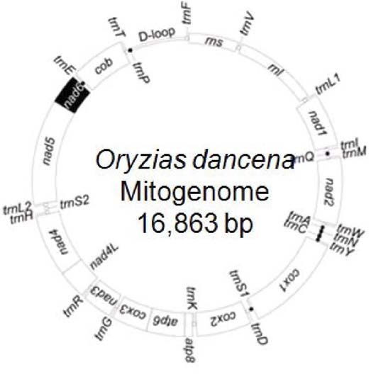 Oryzias dancena의 미토콘드리아 genome 크기 및 유전자 배열.