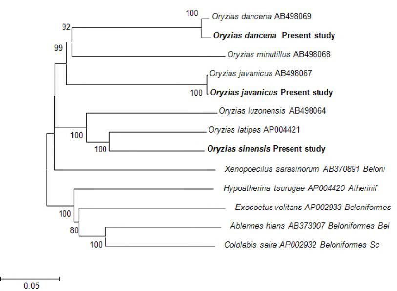 Oryzias속 어류의 미토콘드리아 D N A 염기서열 정보를 이용한 근린접합 분석 결과.