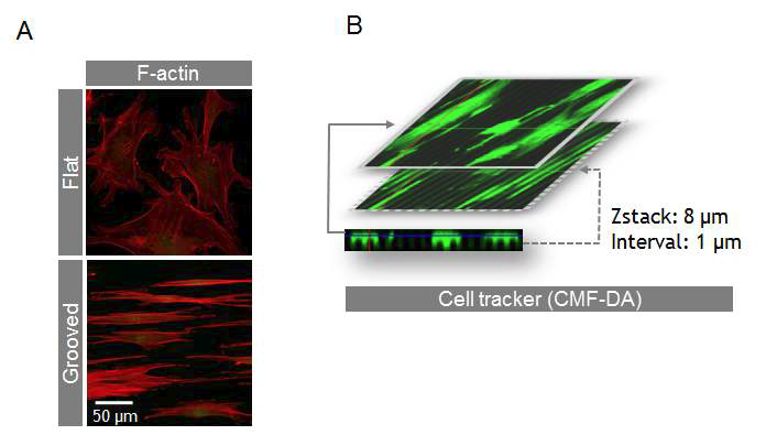 micro-groove substrate에서 혈관평활근세포의 topolygical pattern. flat 혹은 grooved plate에서 자란 세포는 F-actin 염색에 의해 visualization되었음. B. Grooved surface위에서 자라는 세포의 입체적 모양.