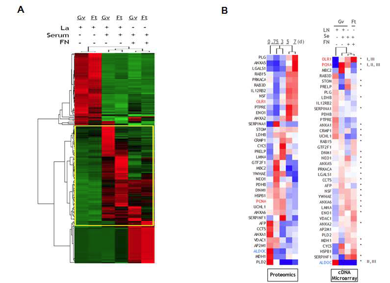 A. micro-groove substrate에서 혈관펼활근세포의 유전체 분석 B. in vitro culture microtopographic과 in vivo 모델에서의 carotid proteomes data간의 systematic analysis