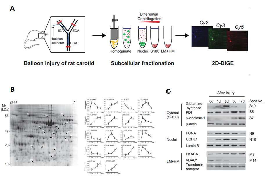 A. 프로테옴 분석을 위한 실험 순서도, B. 조직 분획중 대표적으로 S-100의 발현 변화를 보여준 spots 그림 및 정량 그래프, C. WB를 이용한 타겟 단백질의 발현 변화 규명
