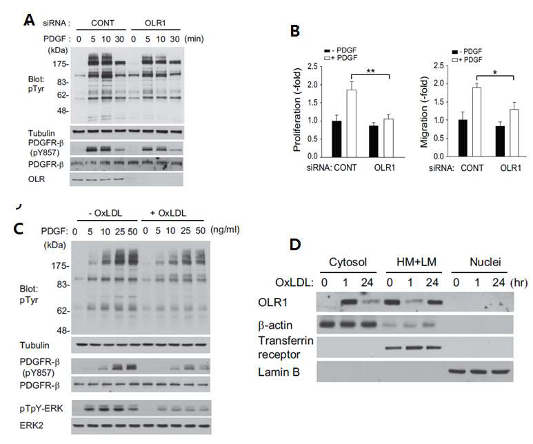 A. OLR1 발현 저해된 SMC에서 감소된 PDGF-induced total tyrosine 인산화 관찰, B. OLR1 발현 저해된 SMC에서 감소된 SMC의 증식과 이동 관찰. C. OLR1의 주요 리간드인 oxLDL을 co-treated 한 후 total tyrosin, PDGFR 및 ERk 인산화 관찰, D. oxLDL 자극 후 1시간, 24시간 경과후 세포 분획에서의 OLR1 발현 확인.