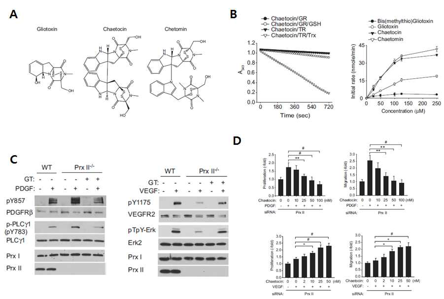 A. Prx 모방체로 발견한 ETP 구조계열의 대표적인 곰팡이 대사체 구조, B. ETP 계열 대사체 중 chaetocin의 peroxidase 활성 분석 그래프, C and D. ETP 계열 대사체중 Gliotoxin을 이용하여 PrxII 결핍 쥐에서 분리된 SMC와 EC의 PDGF or VEGF-induced 신호 전달 및 세포 증식/ 이동능력에 미치는 영향 분석.