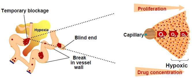 Hypoxia expression in hypoxic tumor cell