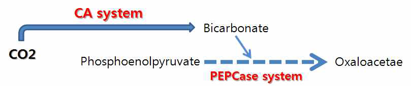 이산화탄소전환을 위한 효소 반응
