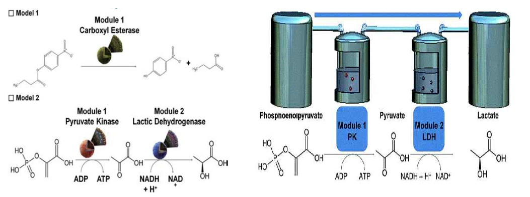 EMB-based modular in vitro cascade reaction system