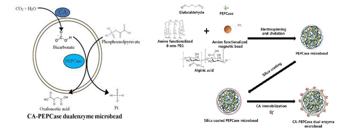 CA/PEPCase dual enzyme microbead 제조 과정