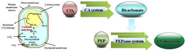 이산화탄소 고정화를 위한 효소반응