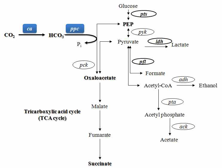 CA 및 PEPCase 시스템이 도입된 E.Coli 균주의 혐기배양에서의 대사과정 및 관련 유전자