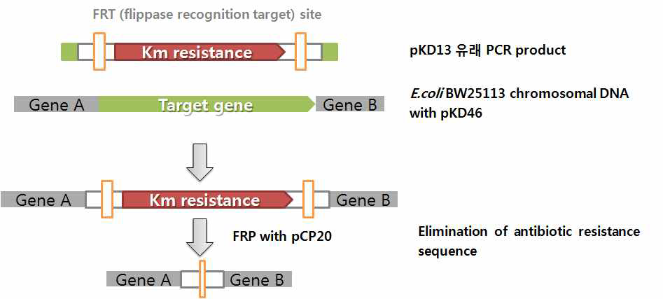 Red recombinase를 이용한 gene knockout 원리