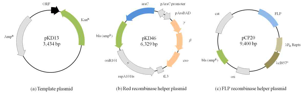 Gene deletion 과정을 위한 helper plasmid 및 template plasmid