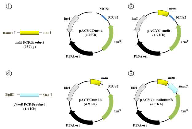 mdh, fumB를 보유하는 E. coli 발현 벡터 pACYC::mdh:fumB 개발
