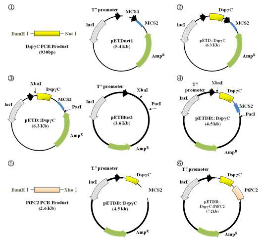 DspγC와 PtPC2를 보유한 high copy number plasmid, pETDB::DspγC:PtPC2의 개발 과정