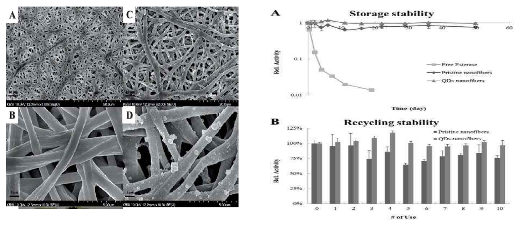 안정성이 확인된 나노섬유 상에 고정화된 에스터레이즈
