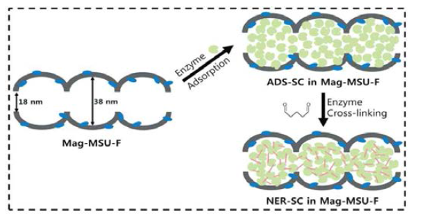 adsorbed SC (ADS-SC)와 NER-SC 제조