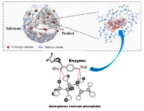 비결정성 calcium phosphate 나노복합물