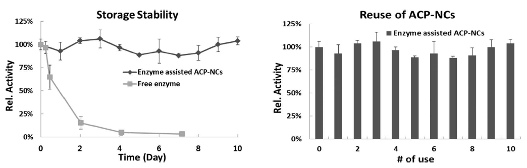 ACP-NCs에 고정된 효소의 안정성 확인