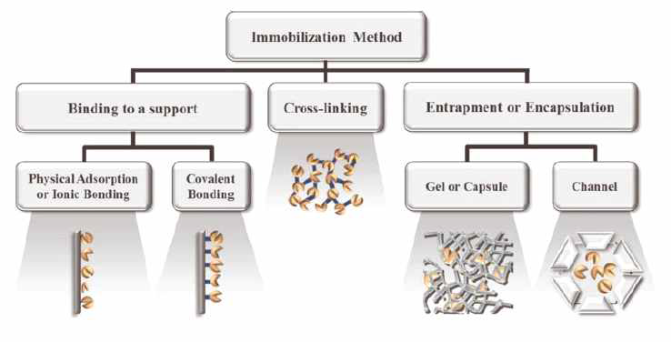 효소 고정화 전략의 조감도