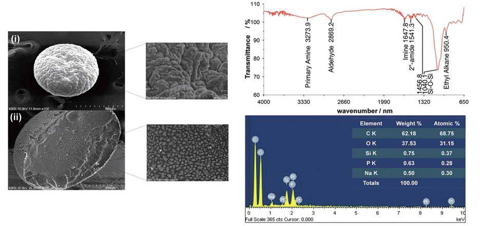 개발된 효소 마이크로 비드의 SEM 이미지, FT-IR, elemental analysis 결과
