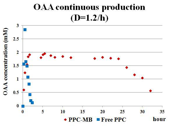 최적 dilution rate (D=1.2/h)에서의 옥살로아세트산의 연속생산