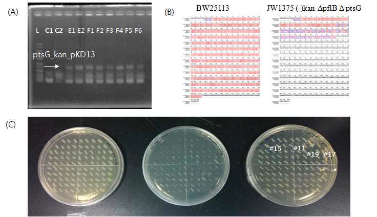 (A) Colony PCR을 이용한 BW25113 Δldh Δpfl Δpts의 유전자 제거 확인(C1: BW25113, C2: BW25113 (-)kan Δldh Δpfl, E1-F6: sample), (B) 세 유전자의 제거 확인을 위한 염기서열분석 결과 및 (C) 항생제 테스트를 통한 유전자 제거 확인