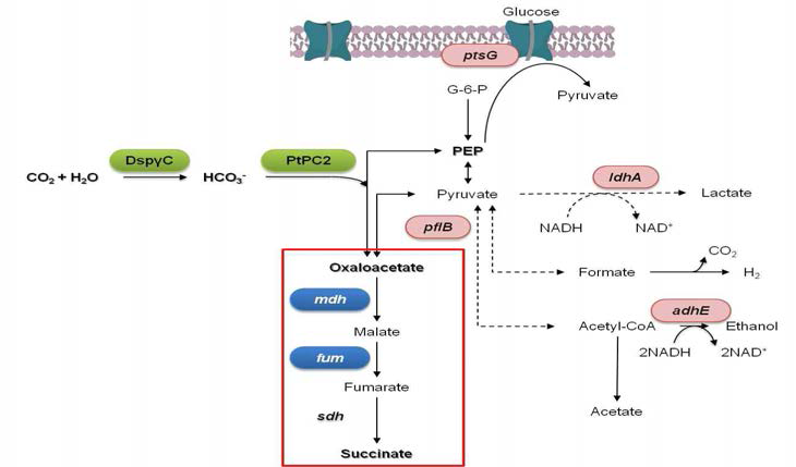 과발현 (overexpression)을 이용한 succinic acid 생산 증진