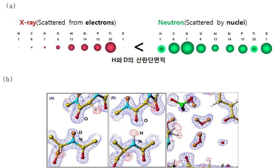 (a) x-ray와 중성자에 의한 원자들의 산란 단면적. H의 경우 아주 작은 산란단면적을 가지는 x-ray보다 중성자가 훨씬 넓은 단면적을 가진다. (b) 중성자회절로 결정된 미이오글로빈의 수소 및 수화구조