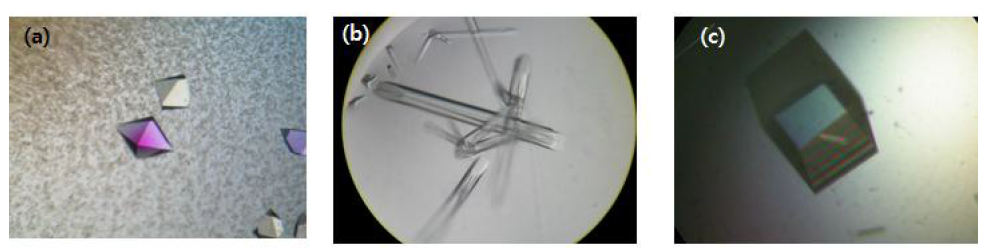 DUSP8(a), DUSP11(b) 그리고 DUSP12(c)의 결정들