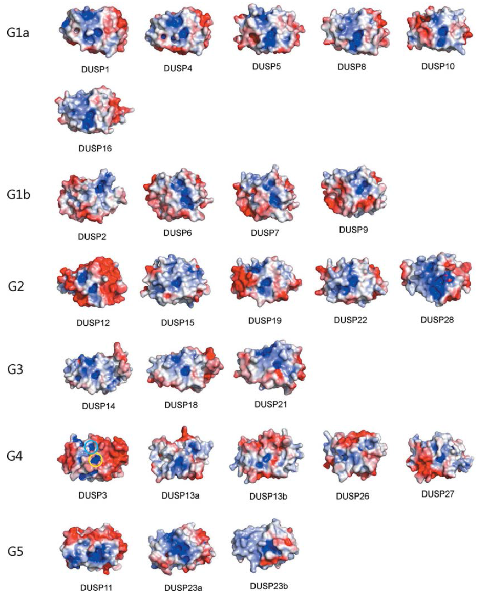 DUSP들의 정전기 적인 표면구조의 다양성