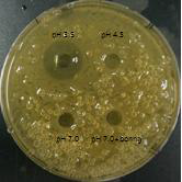 Agar disc diffusion assay를 이용하여 C. difficile 027에 대한 젖산의 항균활성도 조사