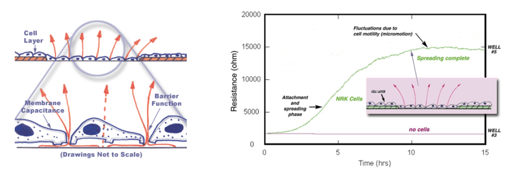 세포-전극 계면에서 교류 전류 흐름에 대한 도해 (왼쪽), 오른쪽: 전극 상에서 세포 성장 시 흡착과 퍼짐에 따라 증가하는 Resistance