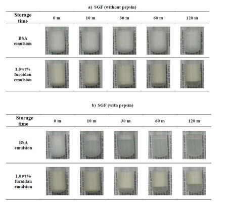 Sample appearance of BSA-fucoidan emulsion after the addition of SGF without pepsin (a) and with pepsin (b) for incubation time.