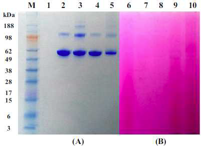 Sodium dodecyl sulphate–polyacrylamide gel electrophoresis patterns in gels stained with Coomassie brilliant blue for proteins (A) and with the GelCode glycoprotein staining kit for carbohydrates (B).