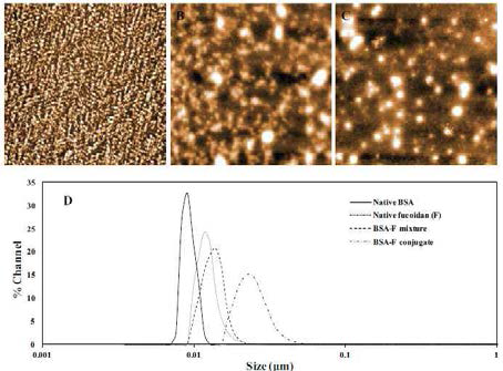 Atomic force microscopy images (3.0 3.0 lm) of native bovine serum albumin (BSA) (A), BSA–fucoidan mixture (B), and BSA–fucoidan conjugate (C). (D) Particle size distribution of the BSA (solid line), fucoidan (dotted line), BSA–fucoidan mixture (dashed line), and BSA– fucoidan conjugate (dash-dot line) samples.