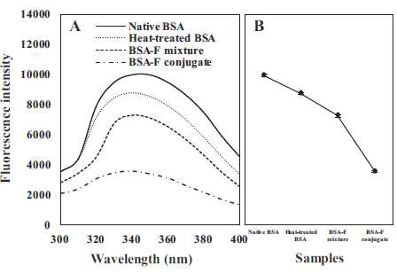 Fluorescence emission spectra (A) and fluorescence intensity maxima (B) of native bovine serum albumin (BSA) (solid line), heat-treated BSA (dotted line), BSA–fucoidan (F) mixture (dashed line), and BSA–fucoidan conjugate (dash-dot line).