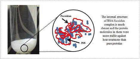 The hypothetical illustration of a possible microstructure of BSA/fucoidan interpolymeric complex in an aqueous solution