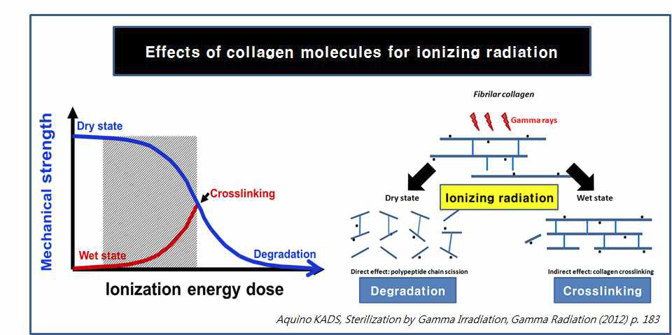 방사선 기술을 이용한 콜라겐의 분해