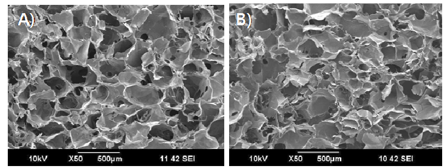 5% 농도의 베타글루칸 스케폴드 SEM 사진 (A) 5 kGy (10 kGy/h), (B) 10 kGy (10 kGy/h)>