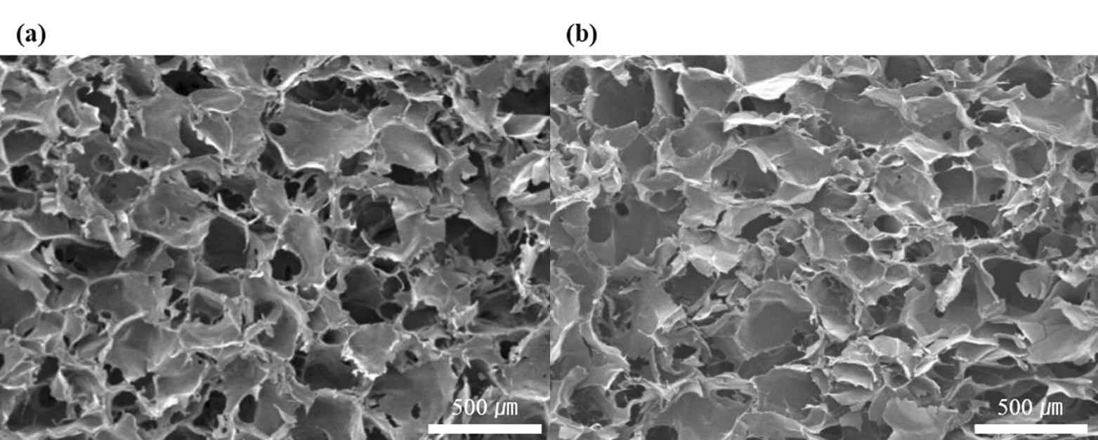 감마선을 조사한 베타글루칸 지지체 non-irradiation(좌), irradiation(10kGy)(우)