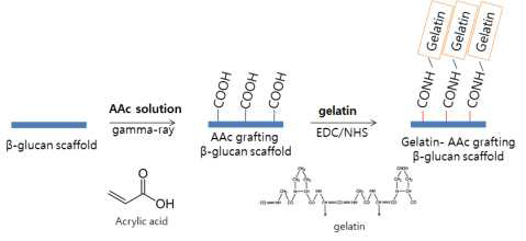 베타글루칸 지지체 Aac 기능기 도입 및 Gelatin 고정화 모식도